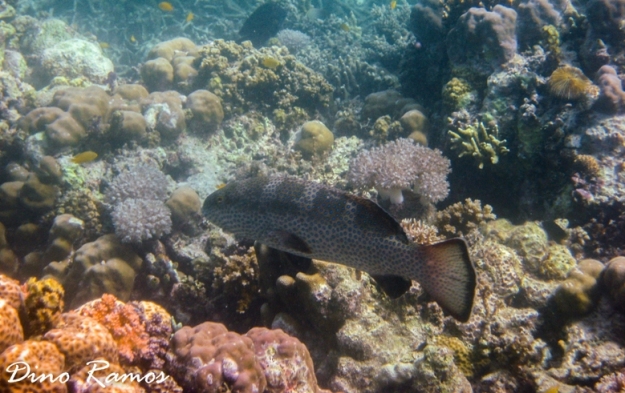 Huge Squaretail Coral Groupers (Plectropomus areolatus) are commonly spotted here 