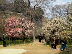 Osaka Castle's Plum Garden